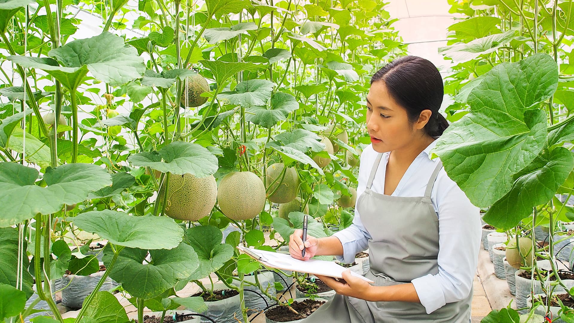 Nông nghiệp - Hình 1