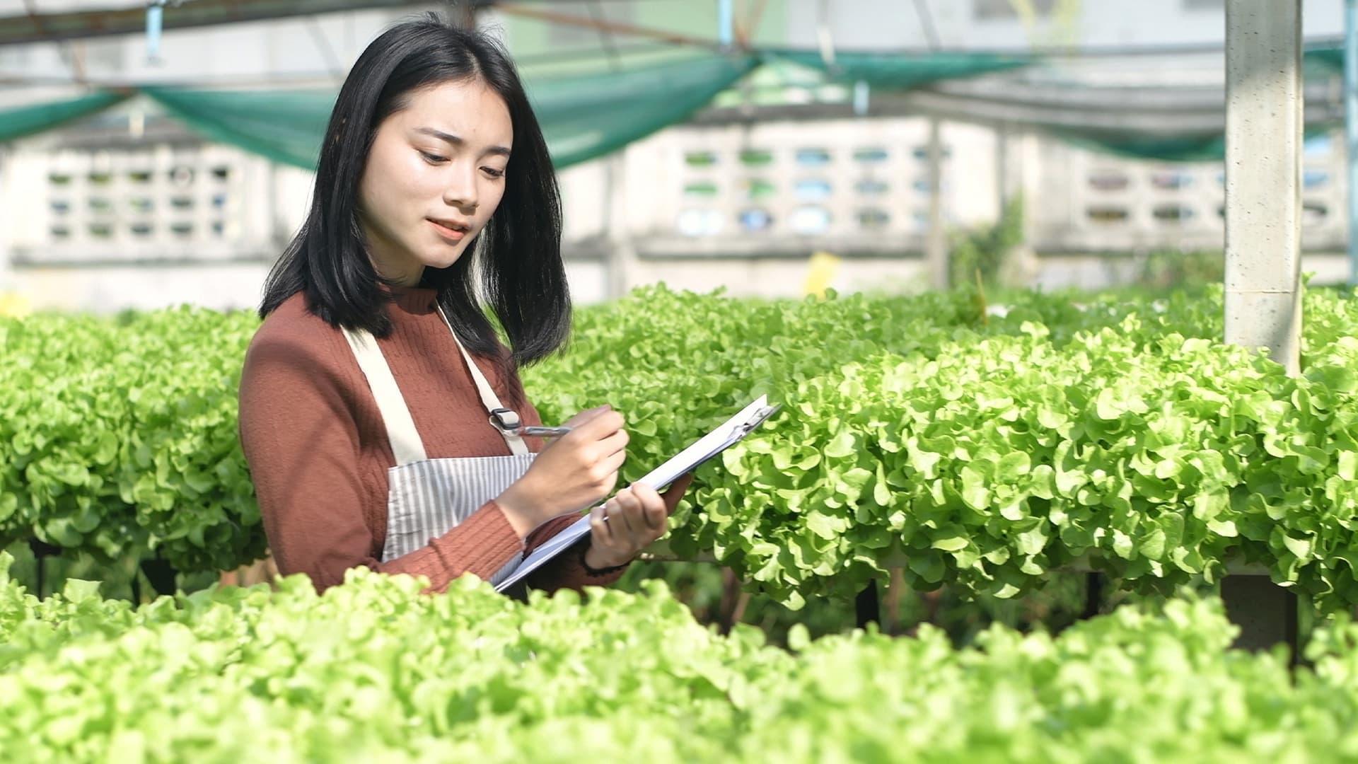 Nông nghiệp - Hình 2